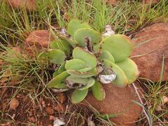 Kalanchoe luciae