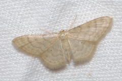 Idaea dilutaria