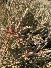 Anabasis articulata