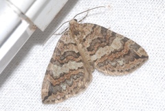 Hydriomena furcata