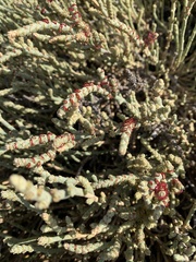 Anabasis articulata