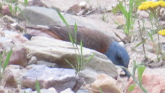 Monticola rupestris