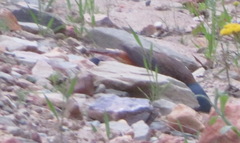 Monticola rupestris