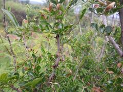 Zanthoxylum capense