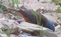 Monticola rupestris