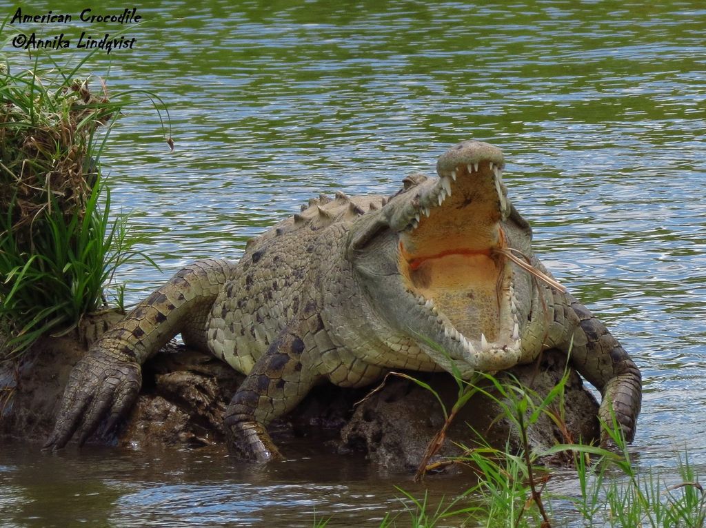 American crocodile resting on a rock at the water's edge with its mouth wide open, in Costa Rica