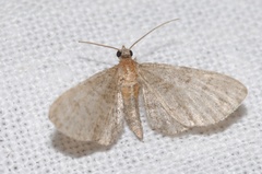 Eupithecia haworthiata