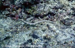 Corythoichthys haematopterus