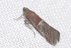 Acrobasis marmorea