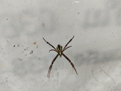 Argiope versicolor