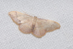 Idaea ostrinaria