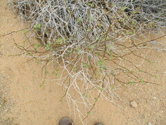 Leptostemonum