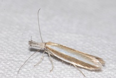 Pleurota aristella