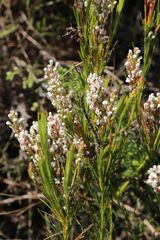 Spatalla racemosa