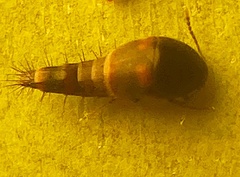 Sepedophilus