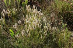 Spatalla racemosa