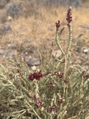 Anabasis articulata