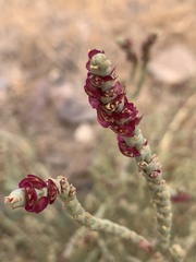 Anabasis articulata