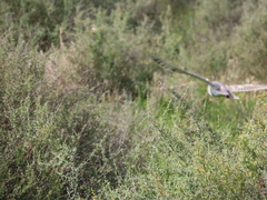 Tyto alba delicatula
