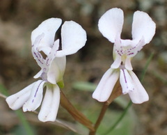 Disa sagittalis