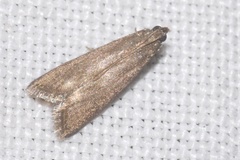 Eccopisa effractella