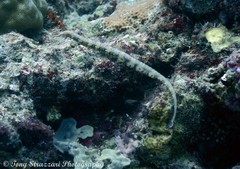 Corythoichthys haematopterus