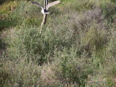 Tyto alba delicatula