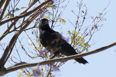 Corvus brachyrhynchos