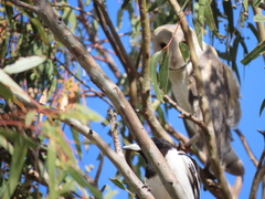 Tyto alba delicatula