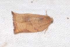 Archips podana