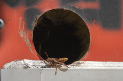 Polistes jokahamae
