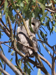 Tyto alba delicatula