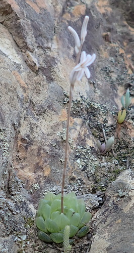 Haworthia transiens