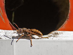 Polistes jokahamae