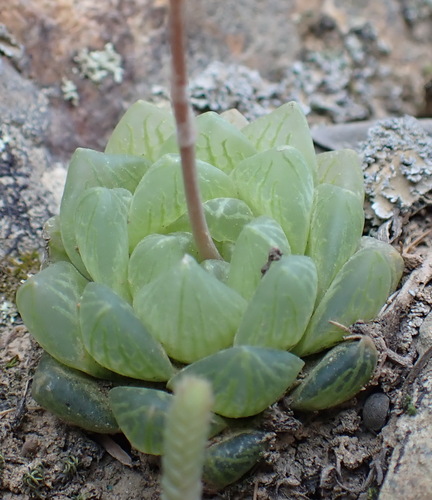 Haworthia transiens
