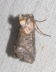 Abrostola asclepiadis