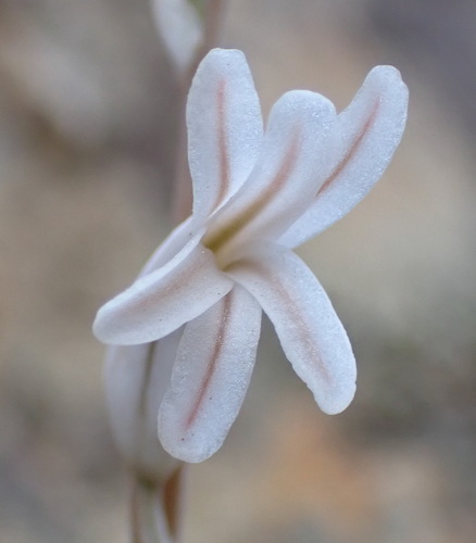 Haworthia transiens