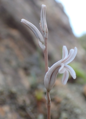 Haworthia transiens