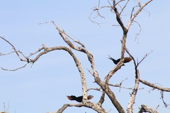 Onychognathus morio morio