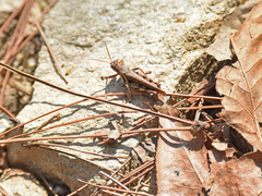 Xenocatantops brachycerus