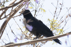 Corvus brachyrhynchos