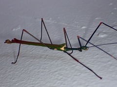 Marmessoidea vinosa