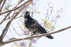Corvus brachyrhynchos