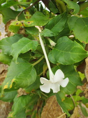 Rogeria longiflora image