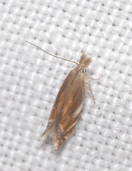 Sophronia sicariellus