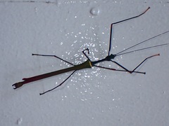 Marmessoidea vinosa