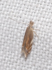 Sophronia sicariellus