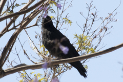 Corvus brachyrhynchos