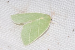 Bena bicolorana