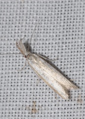 Pleurota aristella